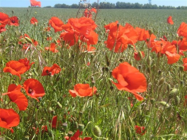 Poppies in Sproughton 2014
