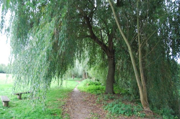 Wooded view